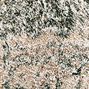 Silver Birch