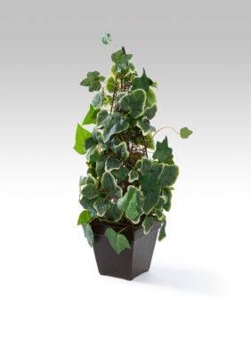 Home Accents&reg; Ivy Topiary