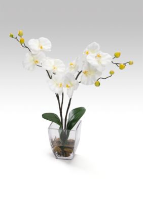 Home Accents&reg; Small Orchid in water