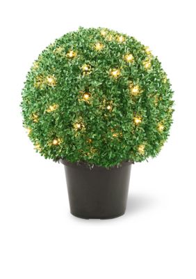 National Tree Company Mini Boxwood Ball Shaped Topiary Tree In Round Green Growers Pot With 70 Clear Lights