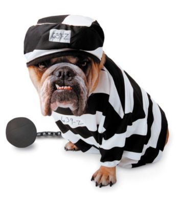 Zelda Wisdom - Prisoner Dog Costume