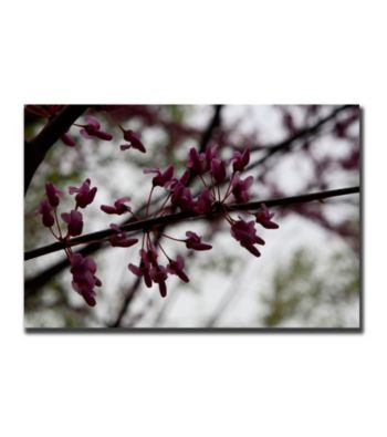 Purple Bloom by Cary Hahn Canvas Art Giclee