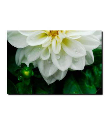 White Dahlia by Kurt Shaffer Gallery-Wrapped Canvas Art