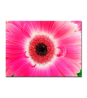 Pink Gerber by Kurt Shaffer Canvas Art Giclee