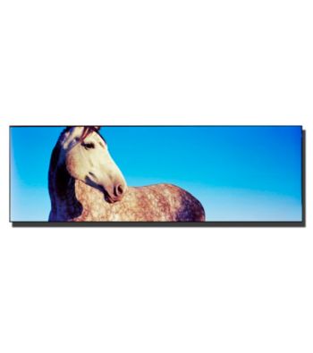 Kentucky White Horse Framed Art by Preston