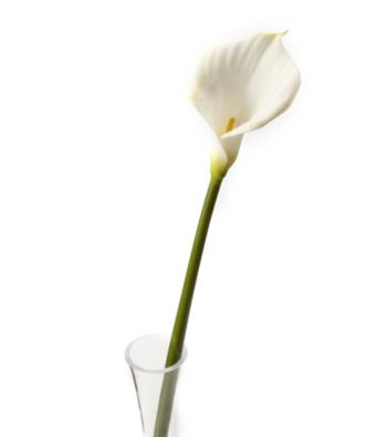 LivingQuarters White Calla Lily Flower Stem