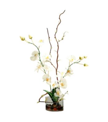 Vickerman Phalaenopsis Orchid and Curly Willow in Glass Cylinder Vase and Acrylic Water.