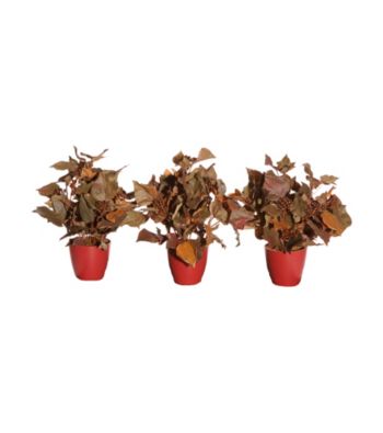 Vickerman Set of 3 French Ivy in Burgundy Earth Friendly Pot
