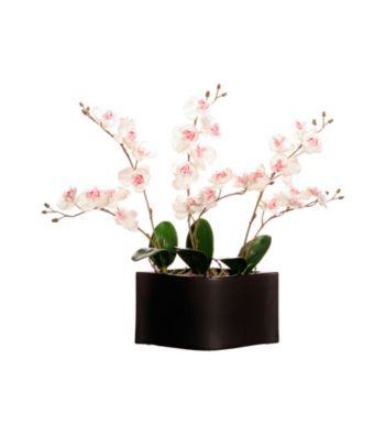 Vickerman White Orchids in Black Container