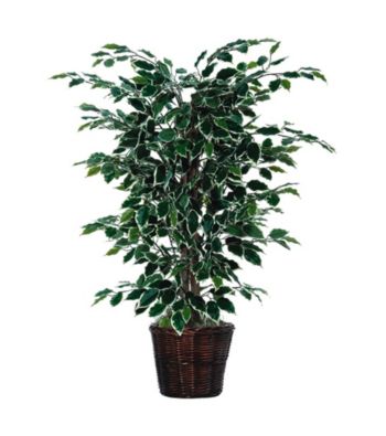 Vickerman 4' Variegated Ficus Bush in Heavy Rattan Basket