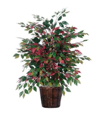 Vickerman 4' Capensia Bush