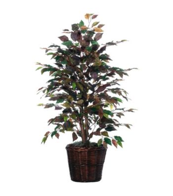 Vickerman 4' Mystic Ficus