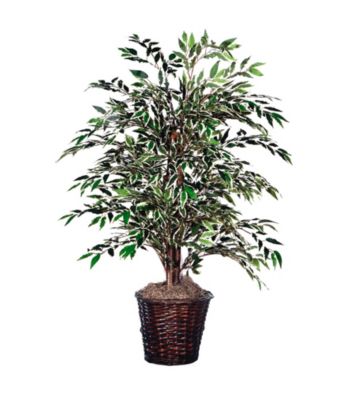 Vickerman 4' Variegated Smilax Bush