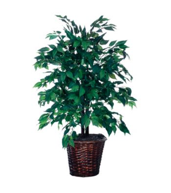 Vickerman 4' American Elm