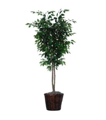 Vickerman 6' Deluxe Ficus Deluxe in Dark Brown Rattan Basket