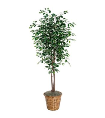 Vickerman 6' Deluxe Variegated Ficus in Dark Brown Rattan Basket