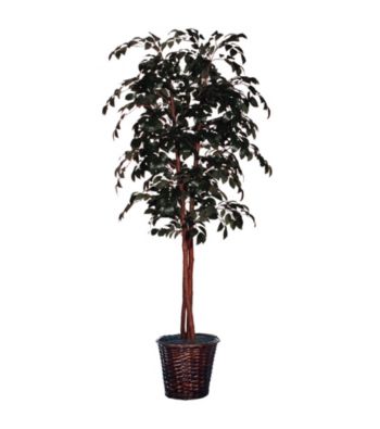 Vickerman 6' Deluxe Sakaki