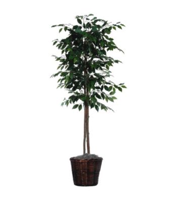 Vickerman 6' Ficus Tree Dark Brown Rattan Basket