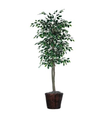 Vickerman 6' Variegated Ficus Tree in Dark Brown Rattan Basket