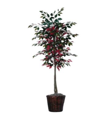 Vickerman 6' Capensia Tree in Dark Brown Rattan Basket