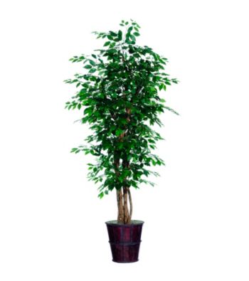 Vickerman 6' Ficus in Dark Brown Rattan Basket