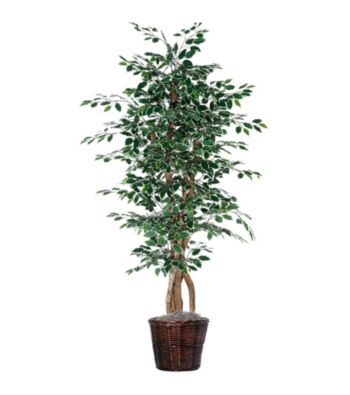 Vickerman 6' Variegated Ficus in Dark Brown Rattan Basket