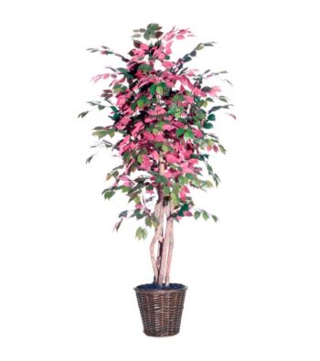 Vickerman 6' Capensia in Dark Brown Rattan Basket