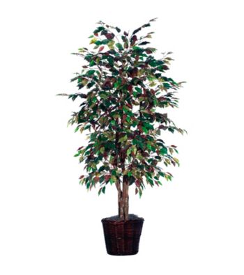 Vickerman 6' Mystic Ficus in Dark Brown Rattan Basket