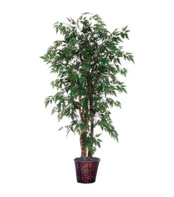 Vickerman 6' Ming Aralia in Dark Brown Rattan Basket