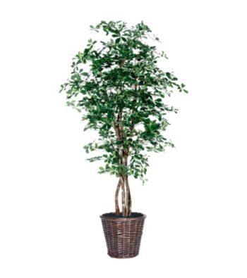 Vickerman 6' Black Olive in Dark Brown Rattan Basket