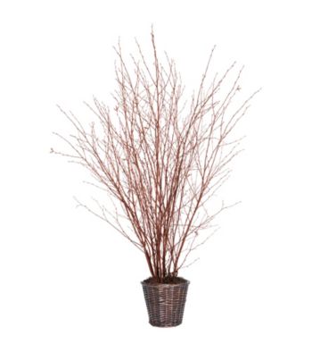 Vickerman 5' Natural Winterbirch in Rattan Basket