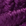 Bright Purple