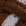Brown-Ivory