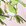 Pink-Green