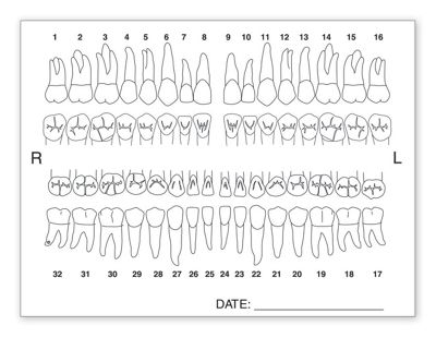 4  x 3 Tooth Chart Anatomy Labels