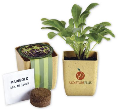 2-1/8 w x 2-1/2 h Flower Pot Set With Marigold Seeds
