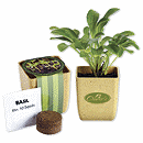 2-1/8 w x 2-1/2 h Flower Pot Set With Basil Seeds
