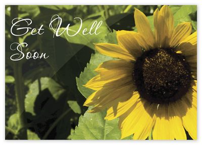 Sunflower Get Well Cards