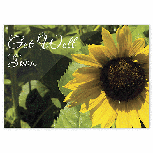 Sunflower Get Well Cards