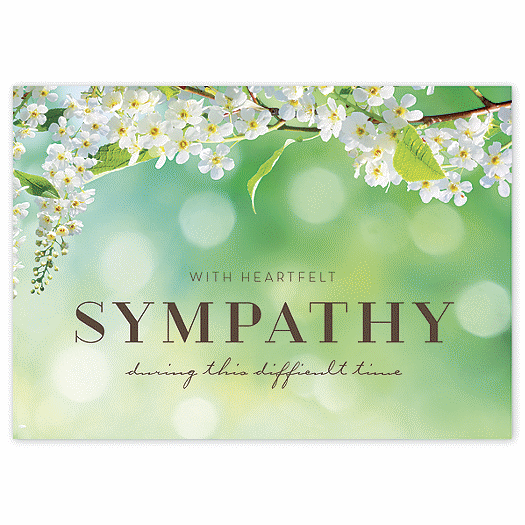 Spring Blossoms Sympathy Greeting Cards