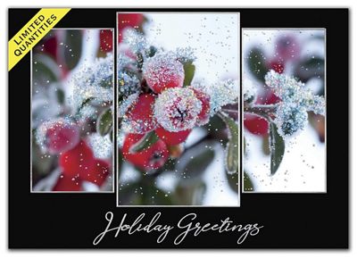 Morning Frost Holiday Cards