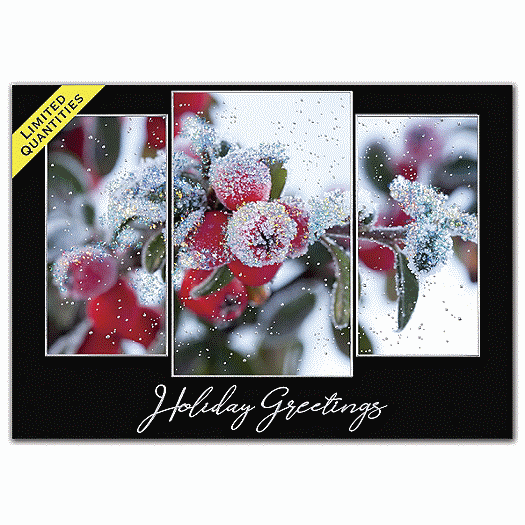 Morning Frost Holiday Cards