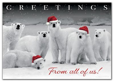 Polar Pack Holiday Cards