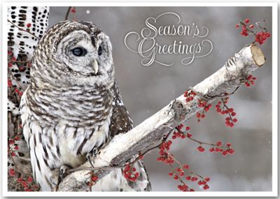 7 7/8 x 5 5/8 Winter Owl Holiday Cards