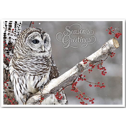 Winter Owl Holiday Cards