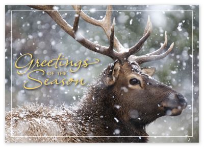Call of the Wild Holiday Cards