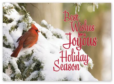 Contented Cardinal Holiday Card - Office and Business Supplies Online - Ipayo.com