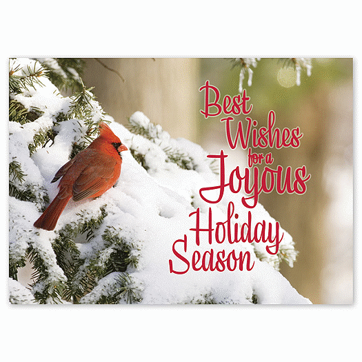 Contented Cardinal Holiday Card - Office and Business Supplies Online - Ipayo.com