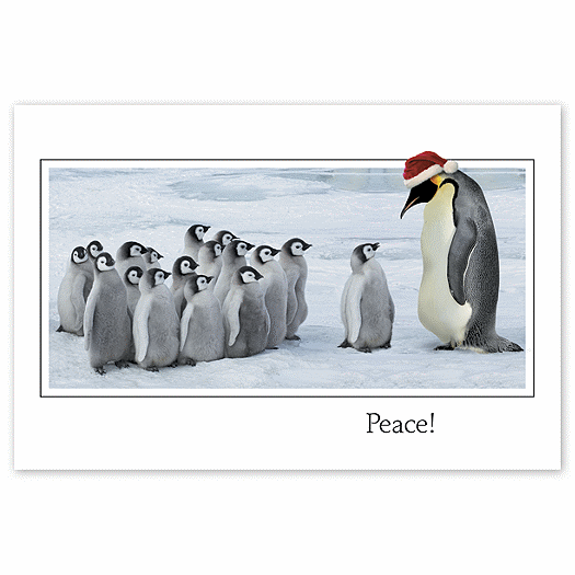 Ho, Ho, Ho, Little Penguin Holiday Card - Office and Business Supplies Online - Ipayo.com