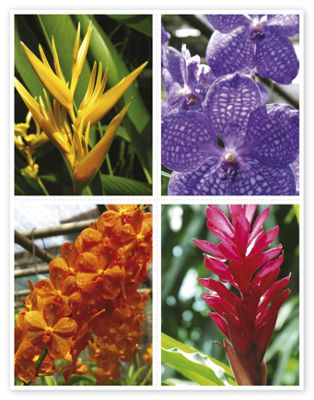 Health Care Reminder Card, Orchid Laser Postcard - Office and Business Supplies Online - Ipayo.com